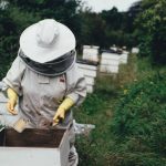 Как использовать пчелам щавелевую кислоту